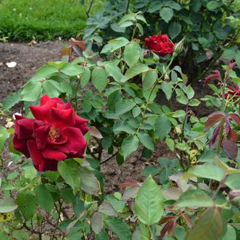 Rosa 'World's Fair' (267318)