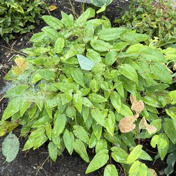 Epimedium 'Dream Catcher' (268203)