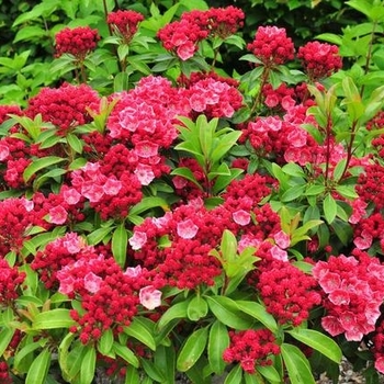 Kalmia latifolia 'Nipmuck' 