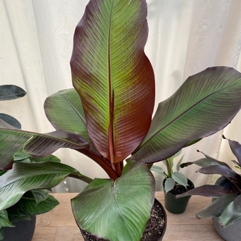 Ensete maurelii