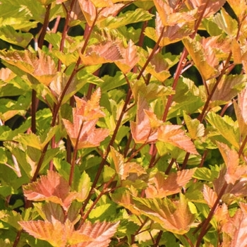 Physocarpus opulifolius 'Savannah Sunset™' 