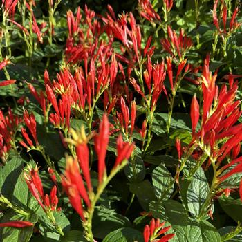 Spigelia marilandica