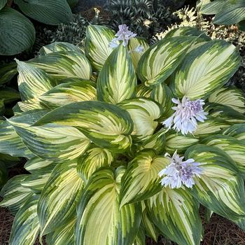 Hosta 'My Fair Lady' (269463)