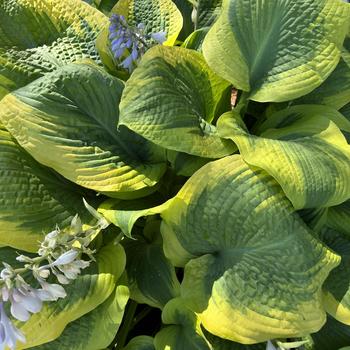 Hosta 'Twin Cities' 