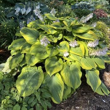 Hosta 'Twin Cities' (269660)