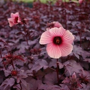 Hibiscus acetosella