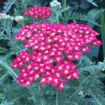 Achillea 'Summerwine' 