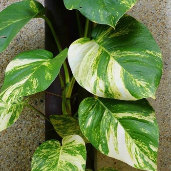 Epipremnum aureum 'Hawaiian'
