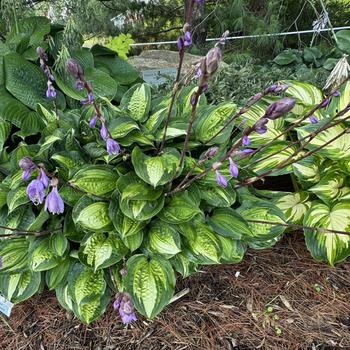Hosta 'Island Breeze' (271709)