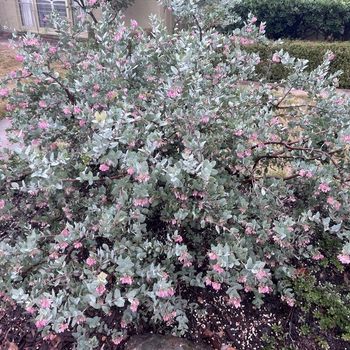 Arctostaphylos pajaroensis 'Lester Rowntree'