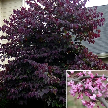 Cercis canadensis 'Purple Vase' PPAF
