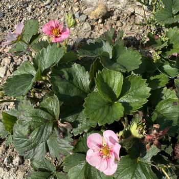 Fragaria x ananassa Berried Treasure® 'Pink' (272184)