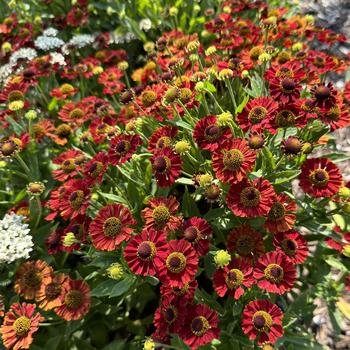 Helenium autumnale 'Siesta' 