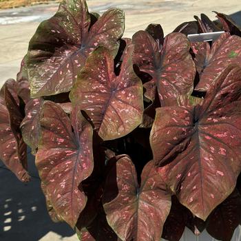 Caladium hortulanum Heart to Heart®: 'Rain or Shine' (272754)
