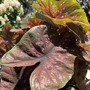 Caladium hortulanum Heart to Heart®: 'Rain or Shine'