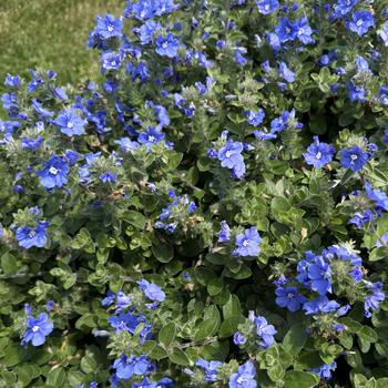 Evolvulus 'Blue My Mind® XL' (272780)