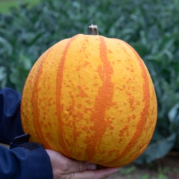 Cucurbita 'Fire Ball' 