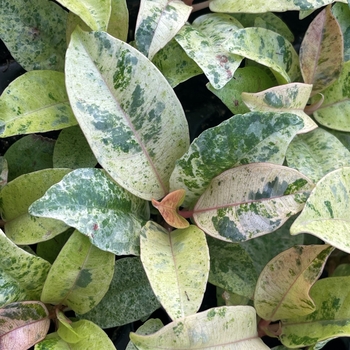Ficus shivereana 'Moonshine' 