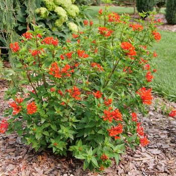 Bouvardia 'Estrellita® Scarlet' (274161)