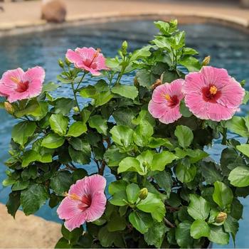thumbnail image 2 of Hibiscus Moscheutos Cuttings - Madagascar Starter Plant Cuttings (7 Pack) HC6827 2 of 6