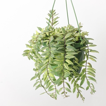 Aeschynanthus 'Bolero Bicolor'