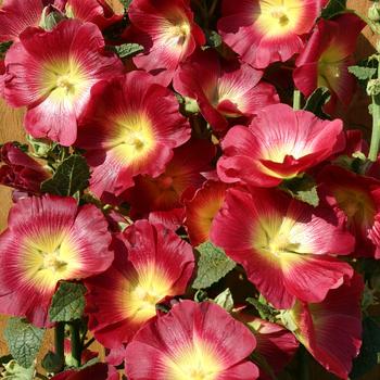 Alcea rosea 'Halo Red'