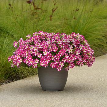 Petunia Slingshot™ 'Heartwheel' (274689)