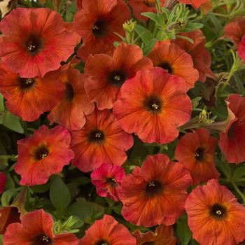 Petchoa 'Cinnamon' 