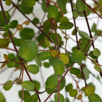 Muehlenbeckia axillaris 'Coins' (275197)