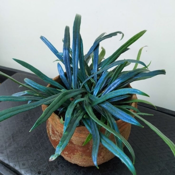 Microsorum thailandicum