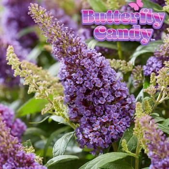 Buddleia davidii Butterfly Candy® 'Li'l Lavender™'