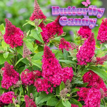 Buddleia davidii Butterfly Candy® 'Li'l Raspberry™'