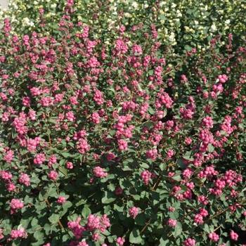 Symphoricarpos x doornbosii Magical® 'Temptation' (275611)