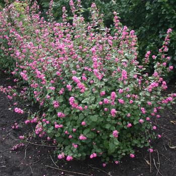 Symphoricarpos x doornbosii 'Kolmatrea' 