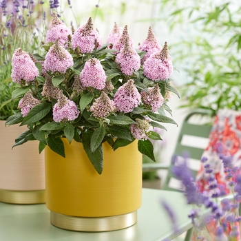 Buddleia davidii 'Botex 011' PP33670