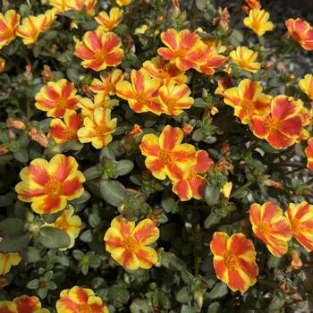 Portulaca oleracea Colorblast™ 'Orange Shandy' (276079)