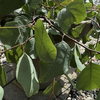 Eucalyptus populnea 'Murray' (276090)