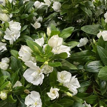 Catharanthus Soiree® 'Double Pure White' (276797)