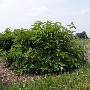 Cornus sericea 'Winter Spark™' (277494)