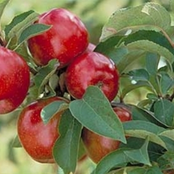 Malus 'Red Regent' 