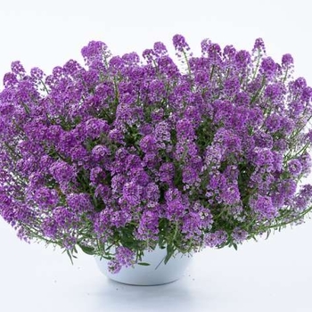 Lobularia 'Lavender Stream™' 