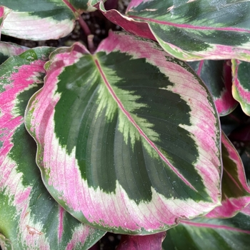 Calathea roseopicta 'HGV09' PP21978
