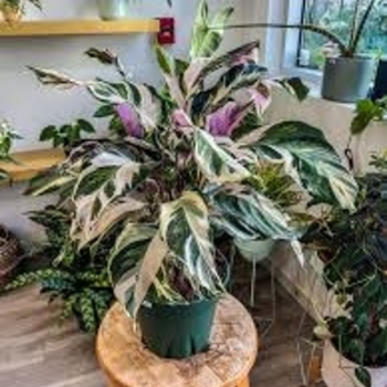 Calathea lietzei 'Stella' 