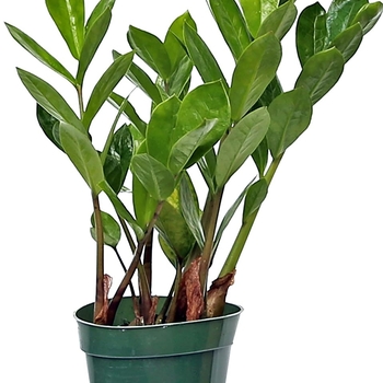 Zamioculcas zamiifolia 'Lucky' 