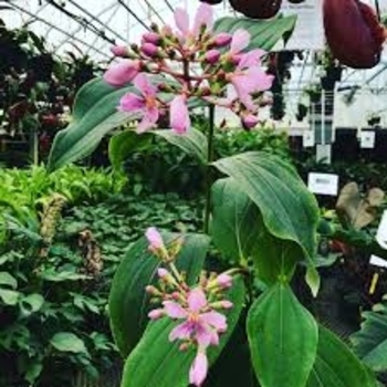Medinilla magnifica