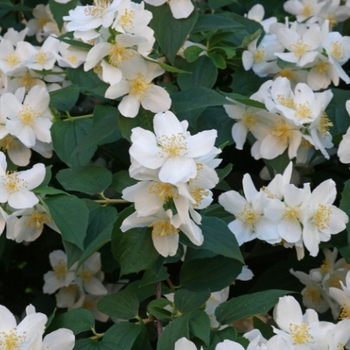 Philadelphus coronarius