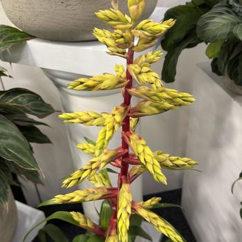 Guzmania 'Rebel' 