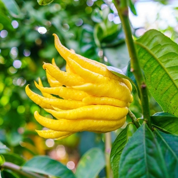 Citrus medica var. sarcodactylis