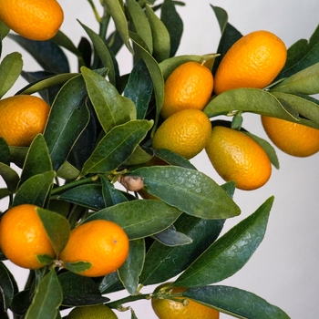 Citrus x floridana