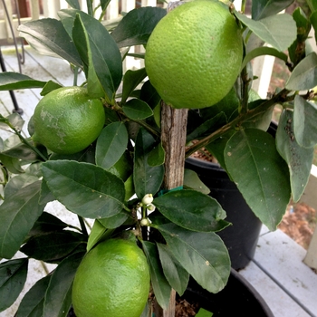 Citrus x latifolia 'Bearss Seedless' 
